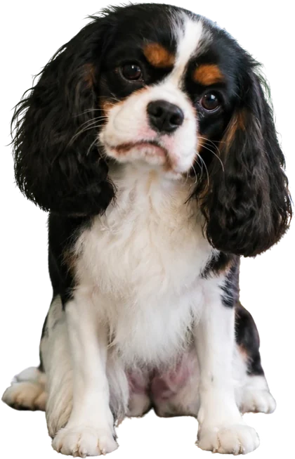 Pixel, trójkolorowy cavalier king charles spaniel, siedzi