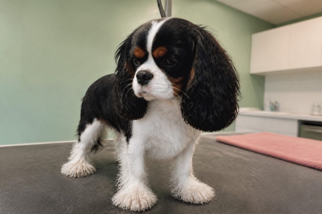 Cavalier king charles spaniel z zarośniętymi łapami – długie włosy zakrywają pazury