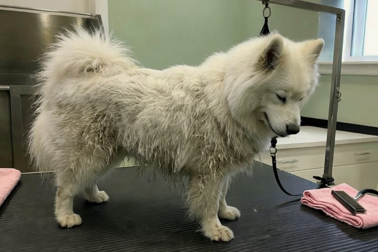 Samoyed przed wyczesaniem – zbity podszerstek wystaje kępami spod białej sierści