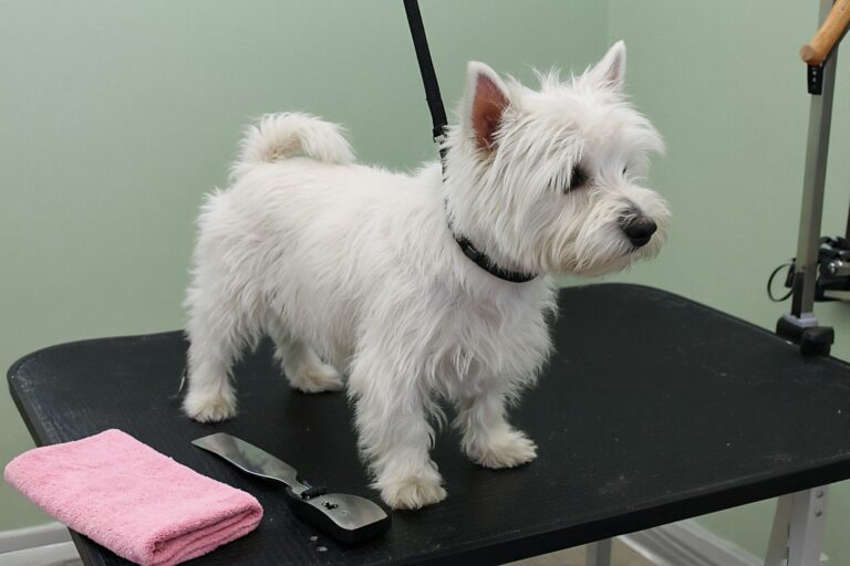 West highland white terrier przed trymowaniem – przerośnięta, rozczochrana sierść i zatarty kształt głowy