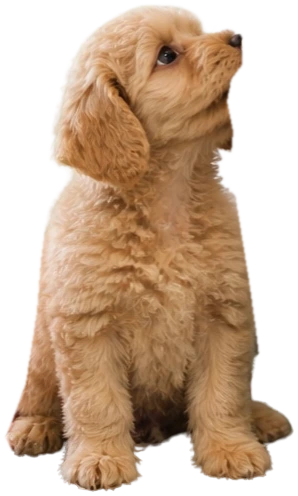 Szczeniak cavapoo siedzi i patrzy w górę